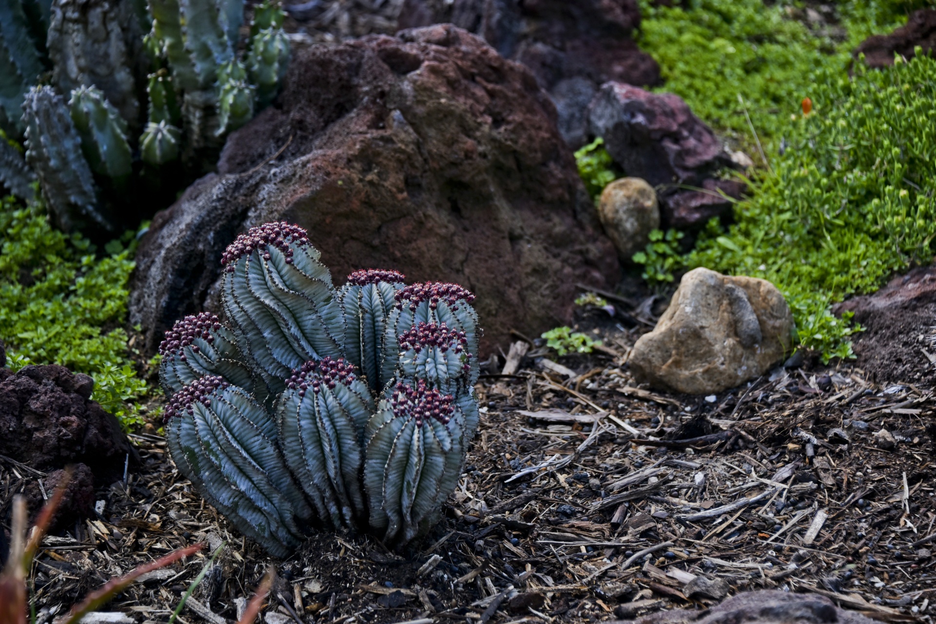 cactus blooming red free photo