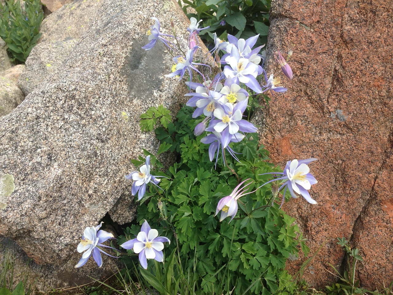 blue colombine flower wildflower free photo