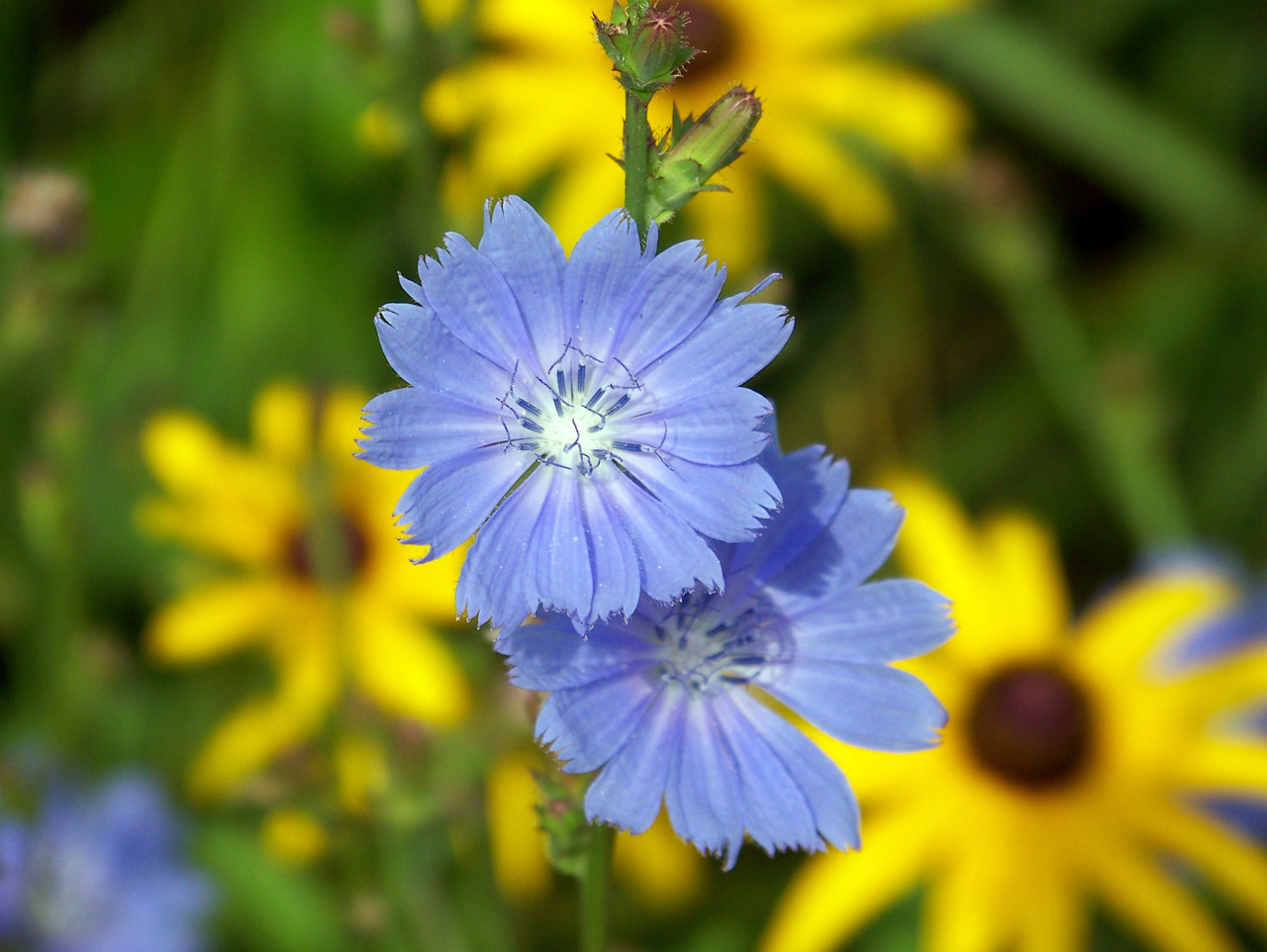 blue cornflower flower free photo