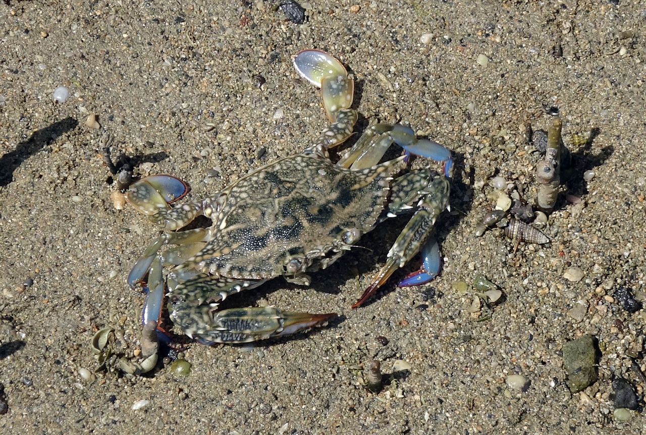 blue crab crab neptunus pelagicus free photo