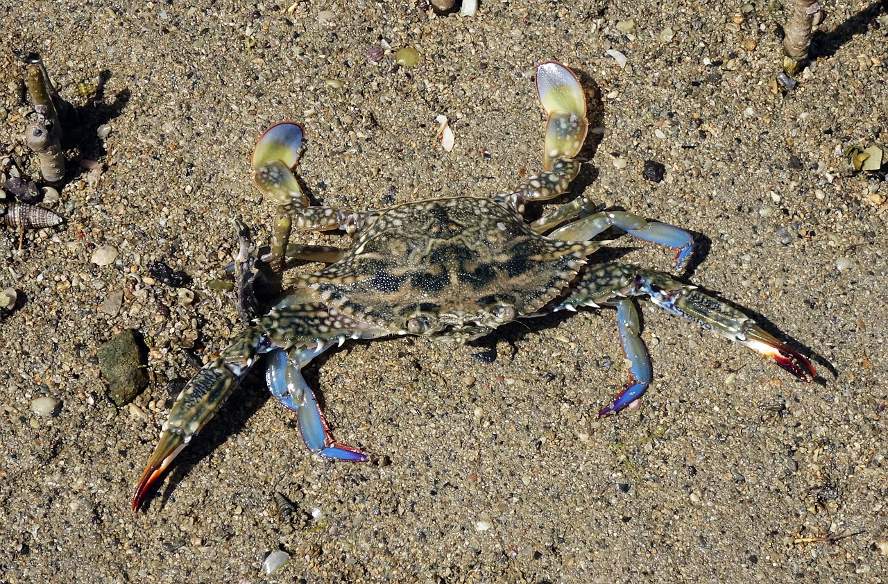 blue crab crab neptunus pelagicus free photo