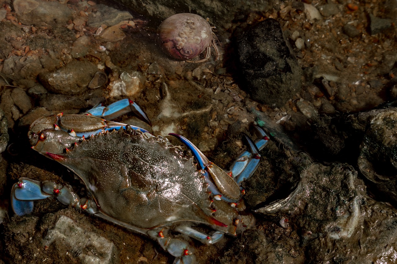 blue crab  hermit crab  sea free photo