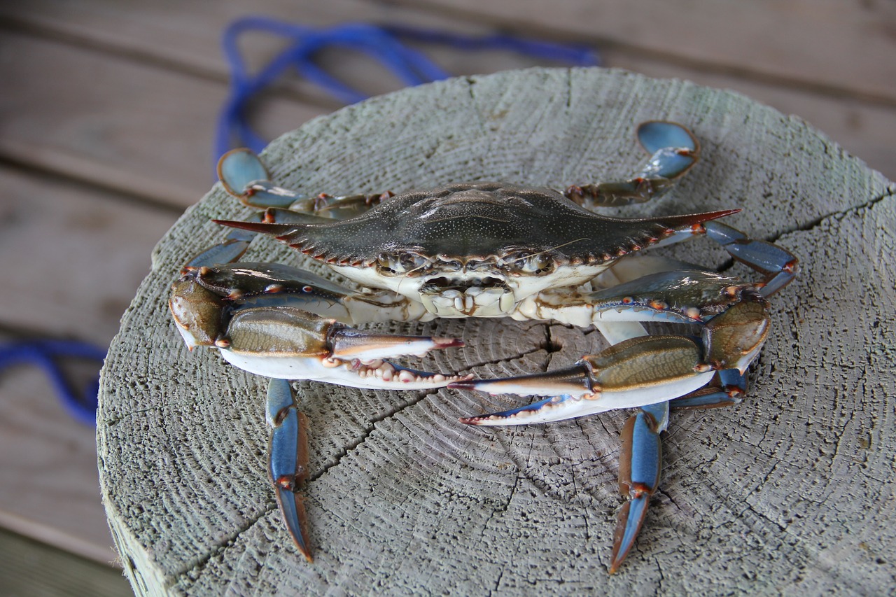 blue crab crab louisiana free photo