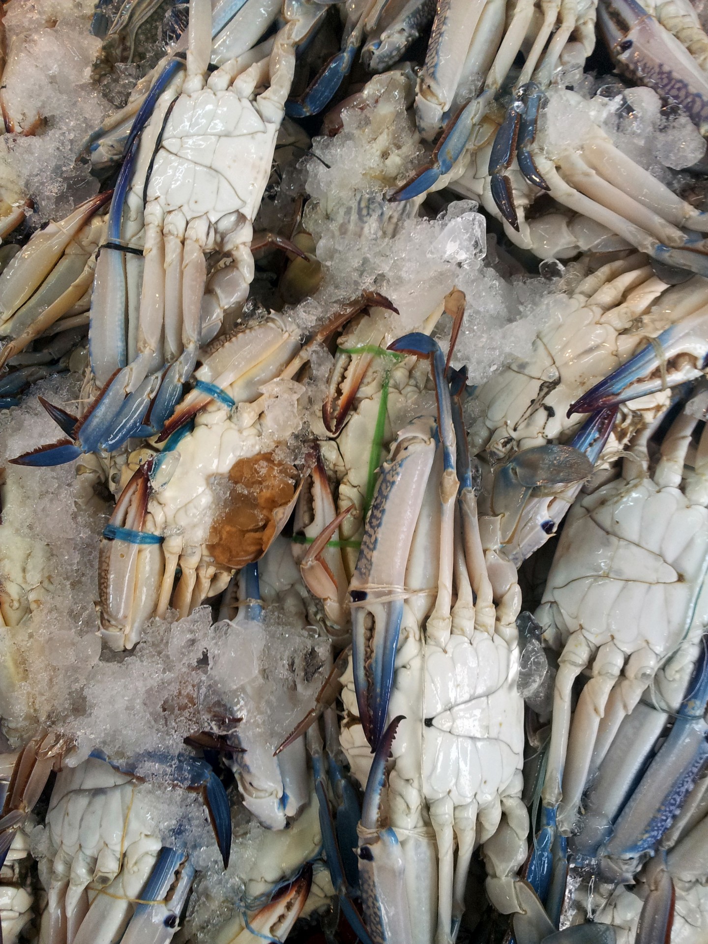 blue crab wet free photo