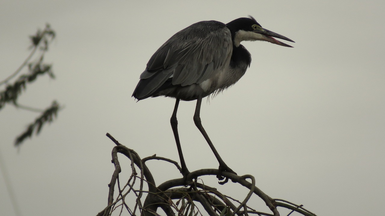 blue crane bird wildlife free photo