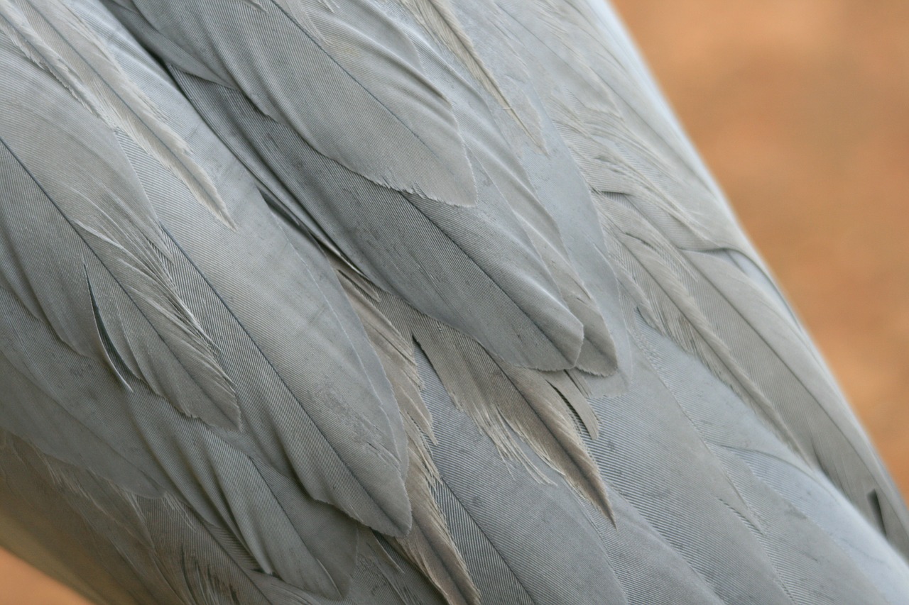 blue crane blue-grey feathers free photo