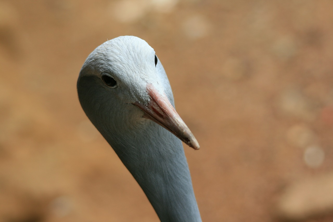 blue crane crane blue free photo