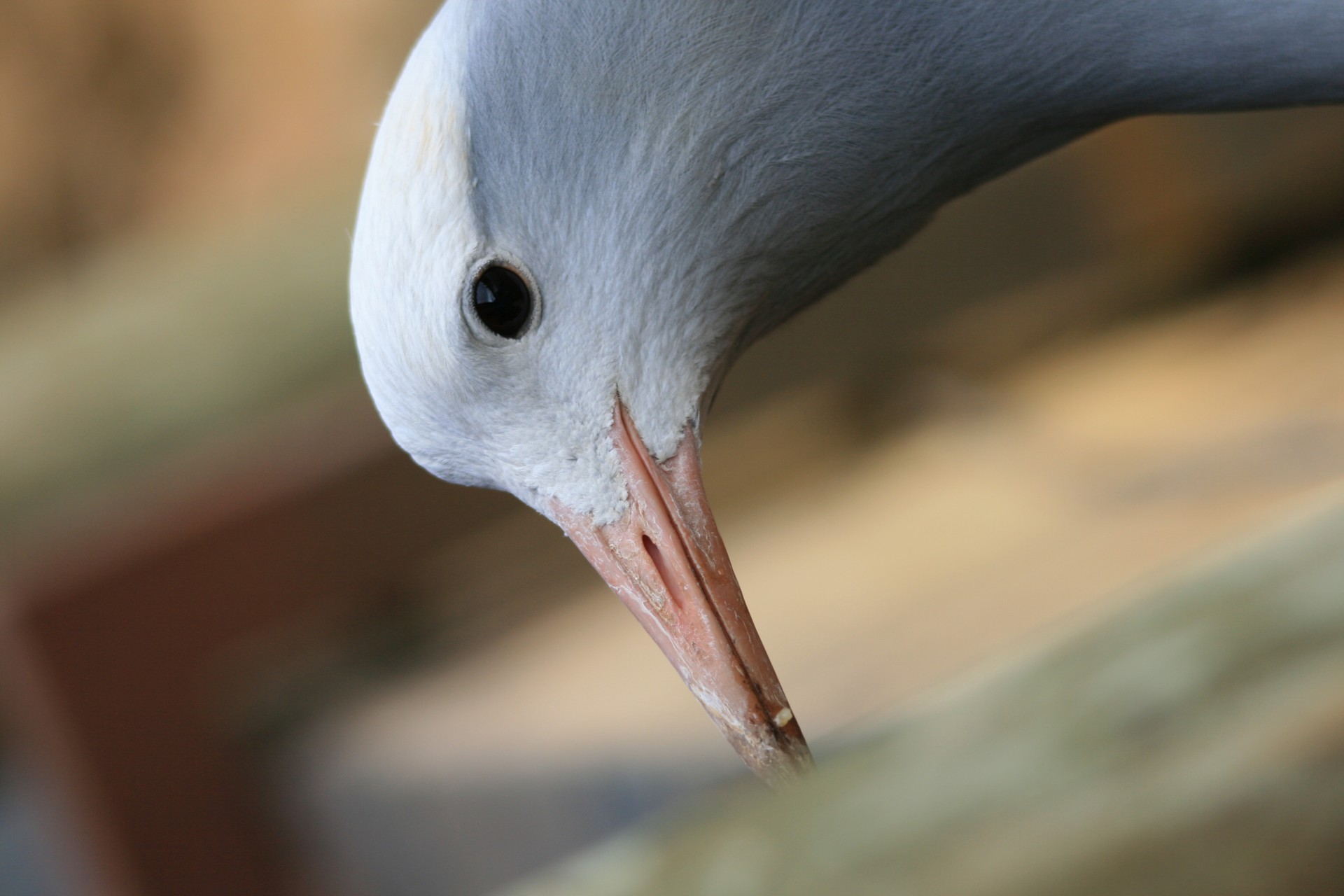 bird crane blue free photo