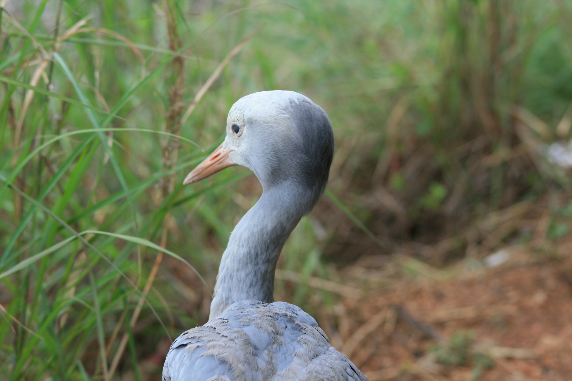 bird crane blue free photo