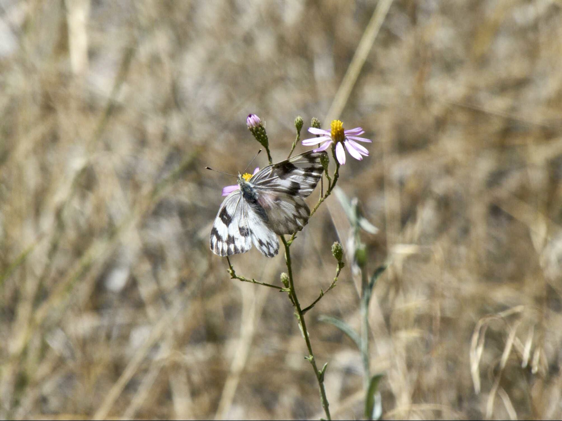 butterfly brown white free photo