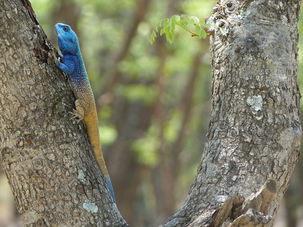 blue crested lizard reptile wildlife free photo