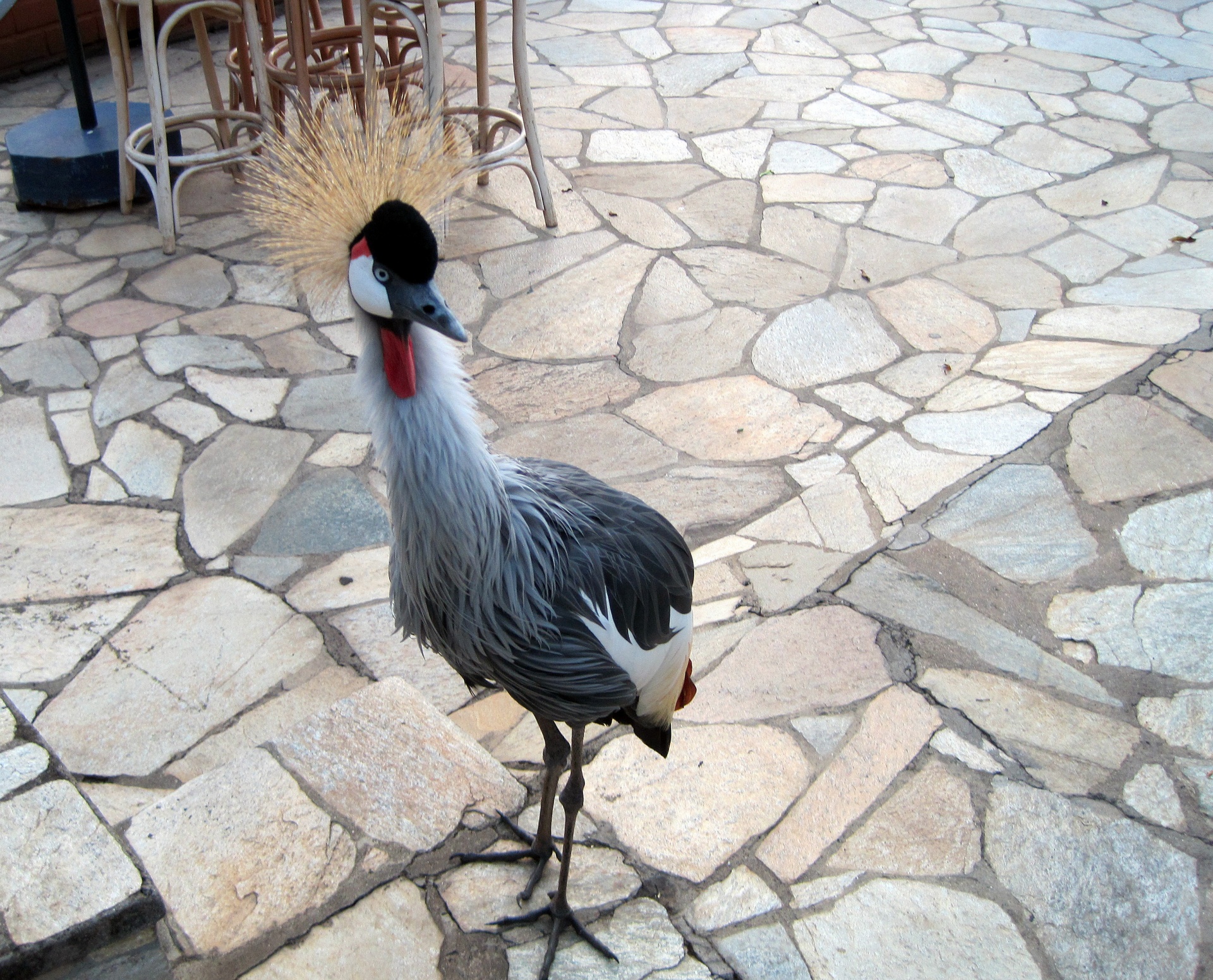 bird crane blue free photo