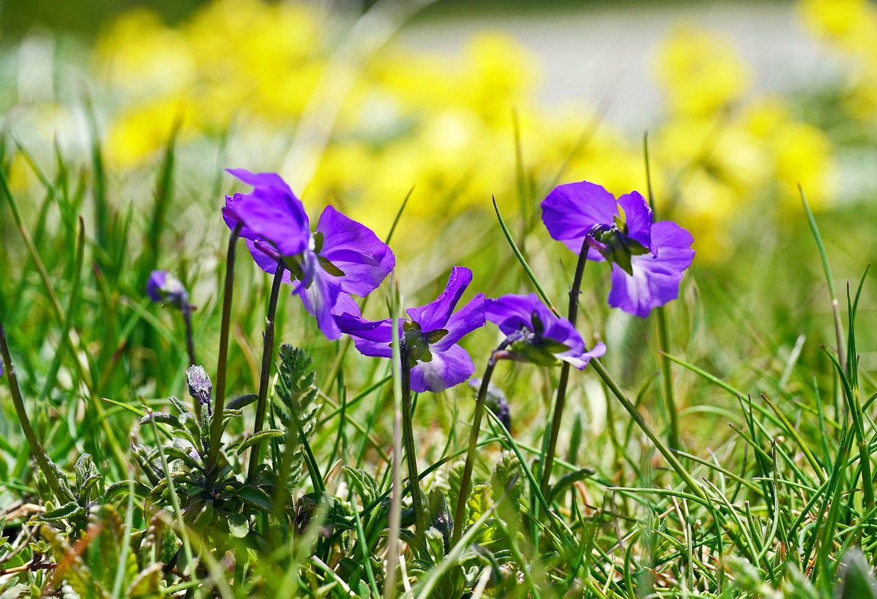 blue cyclamen wild of course free photo