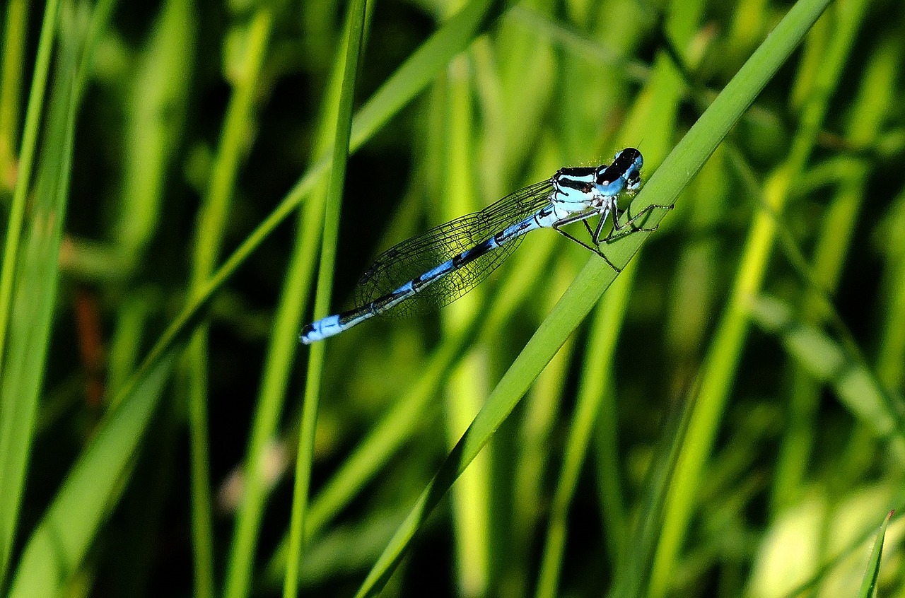 blue damselfly insect bug free photo