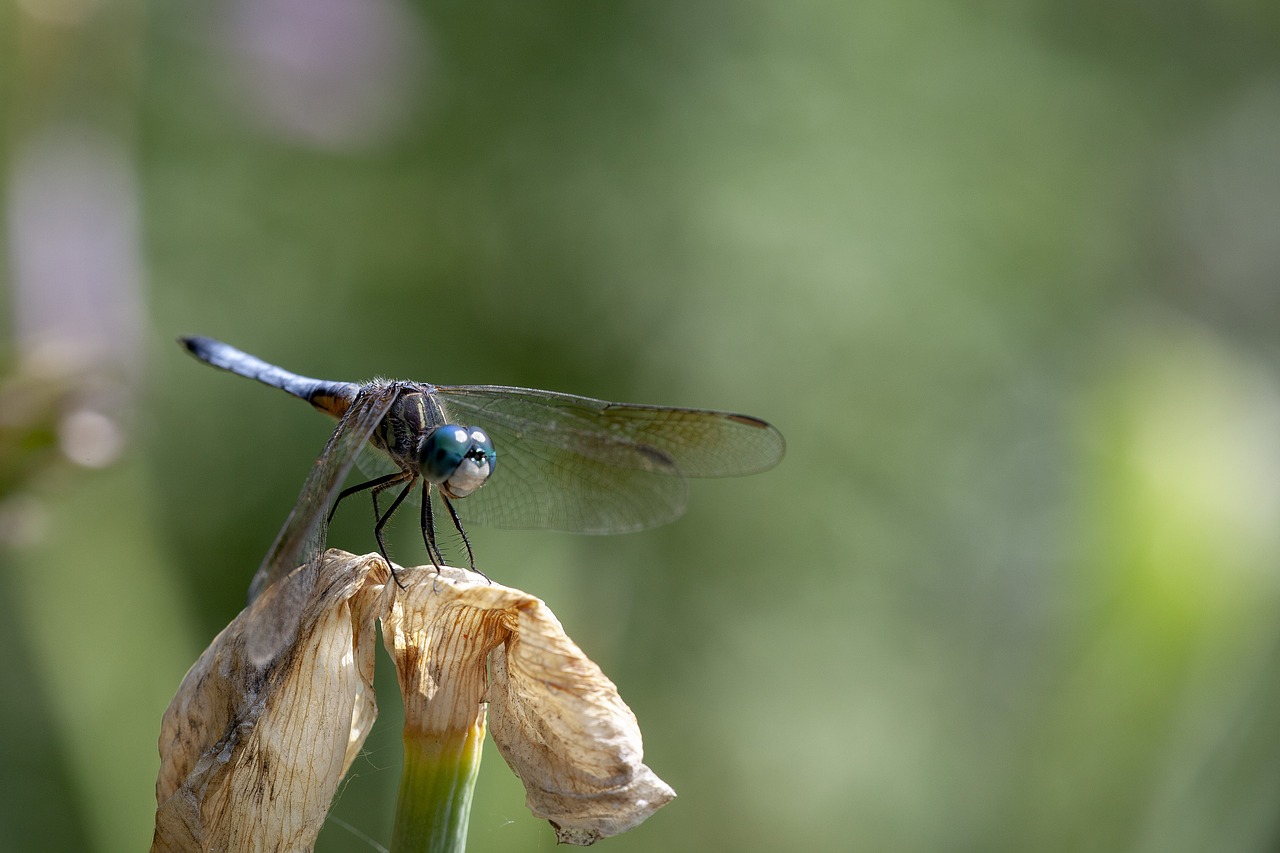 blue dasher dragonfly  dragonfly  insect free photo
