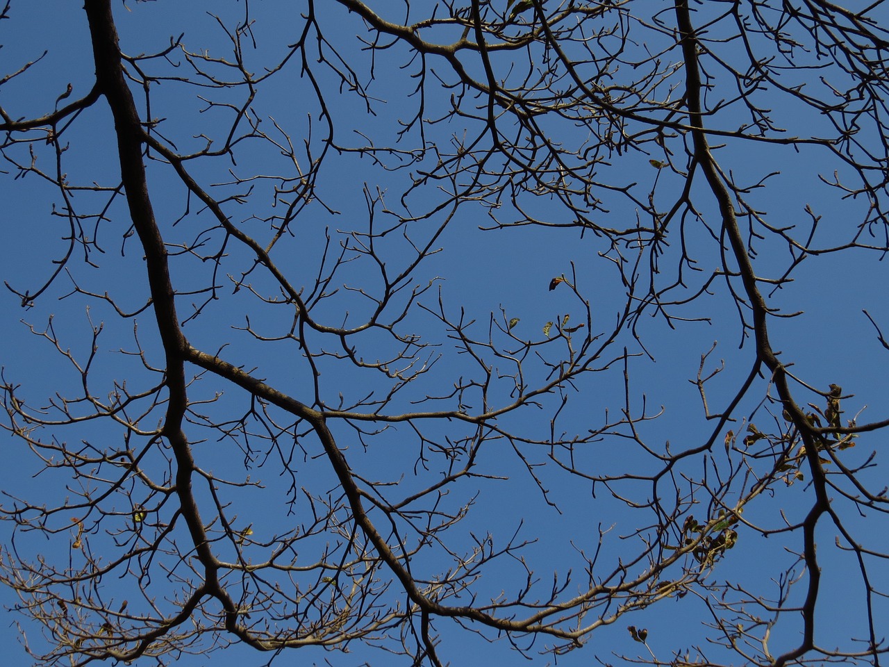 blue day branches lobular terminalia free photo