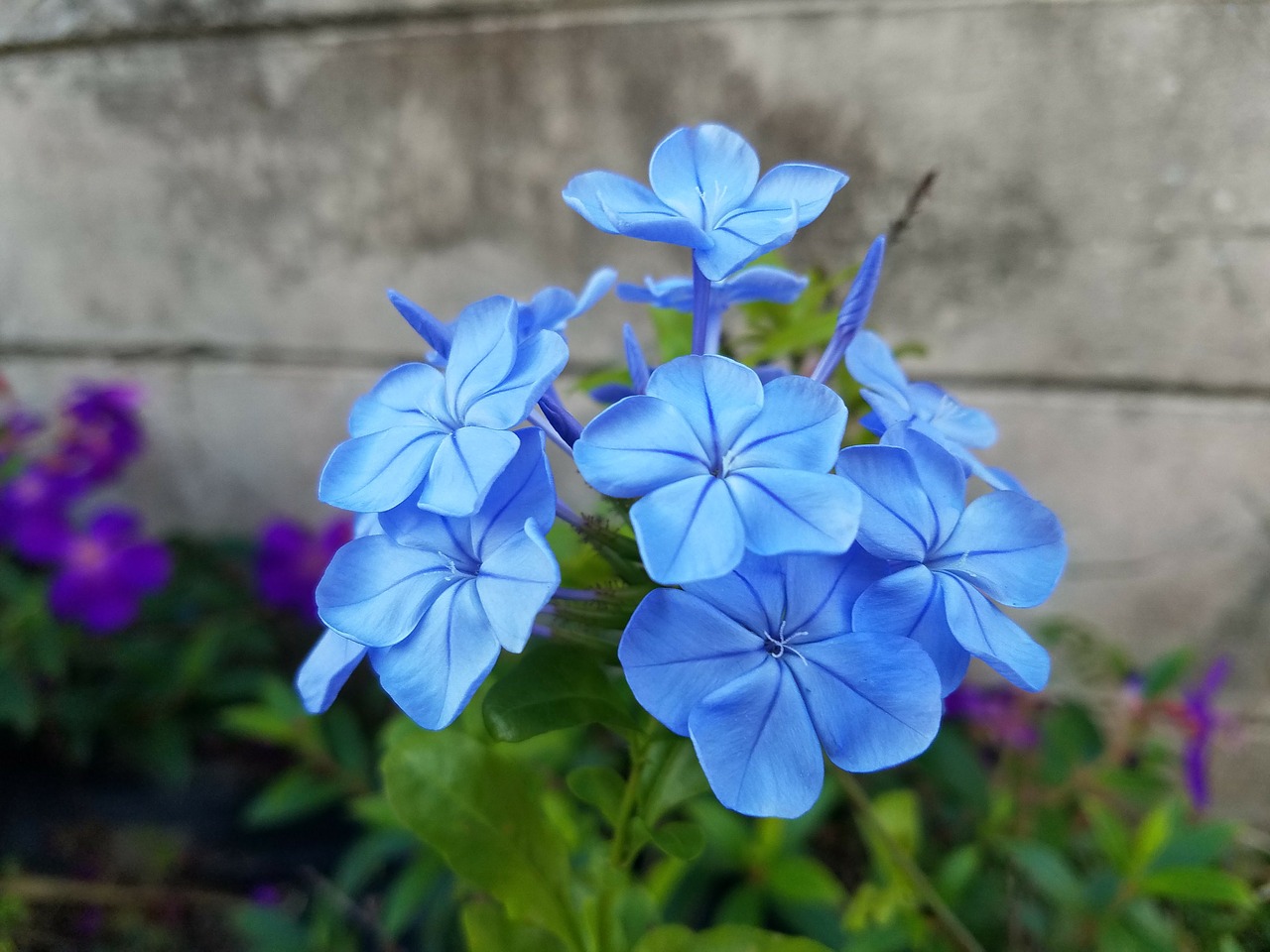 blue daze flowers blue free photo