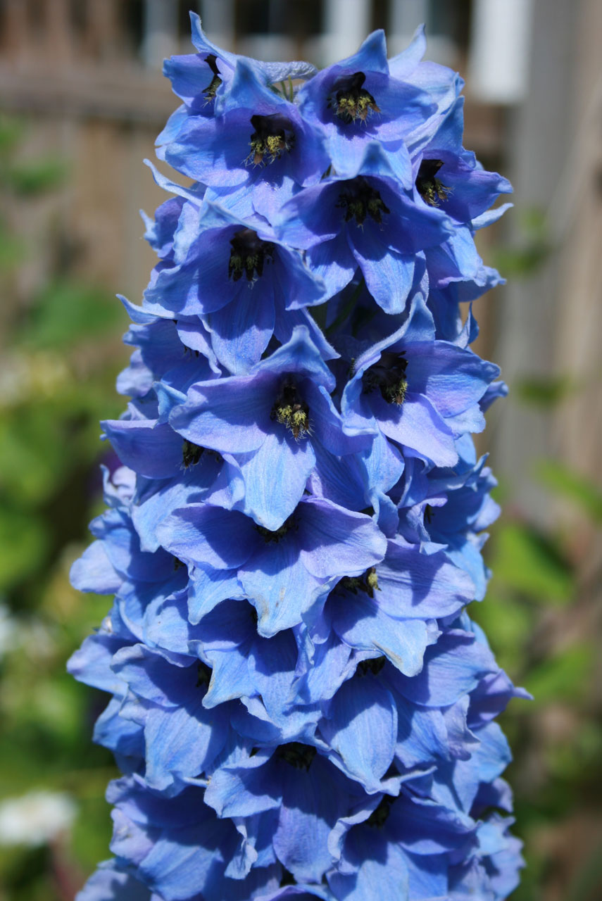 flower blue delphinium free photo
