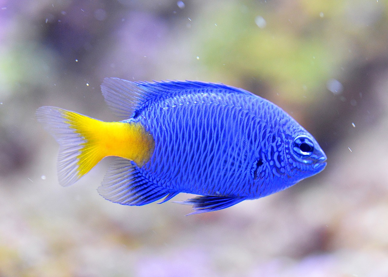 blue devils clownfish aquarium free photo