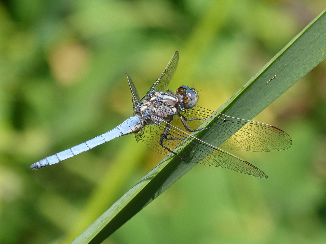 blue dragonfly detail beauty free photo