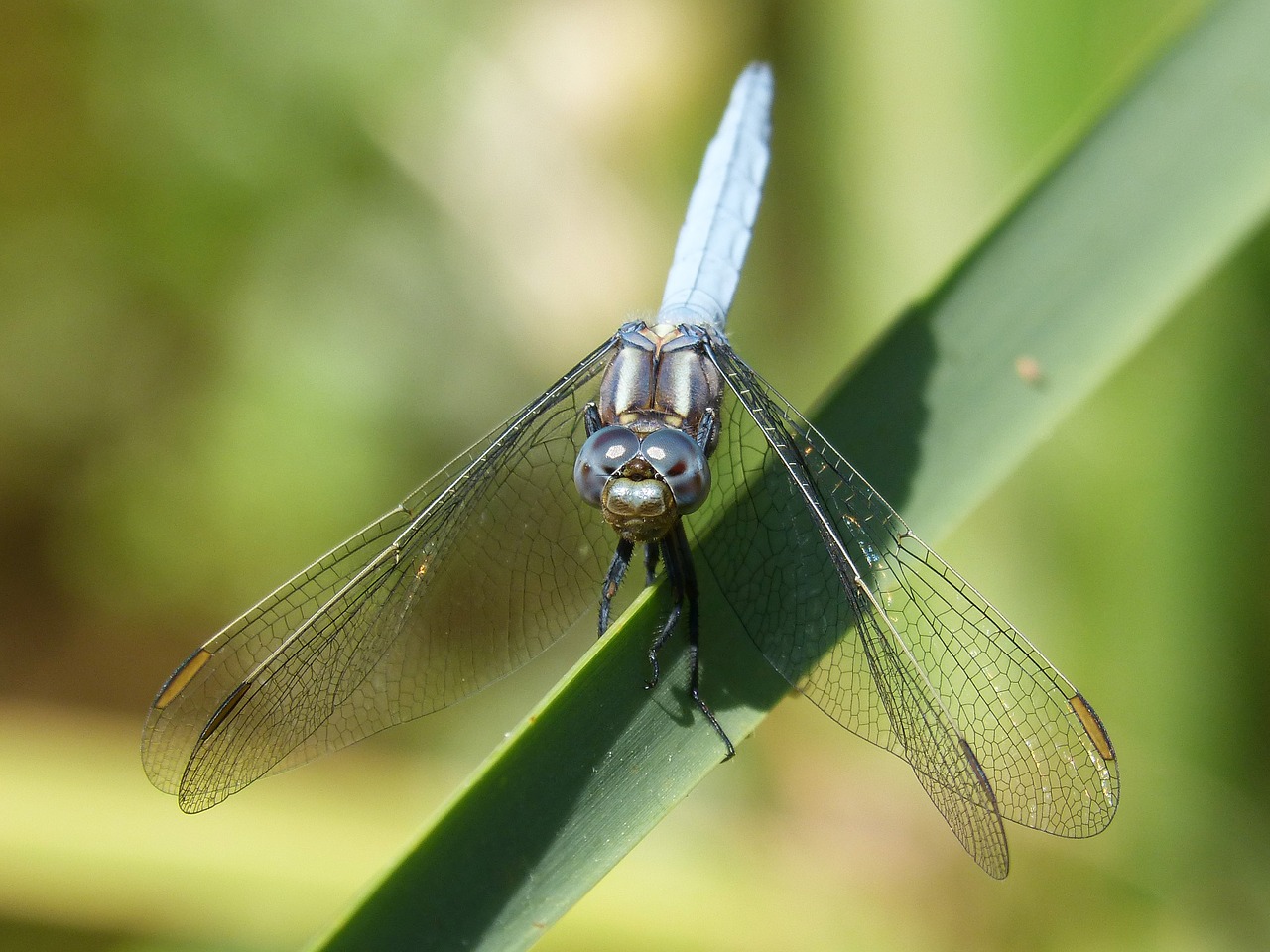blue dragonfly detail beauty free photo