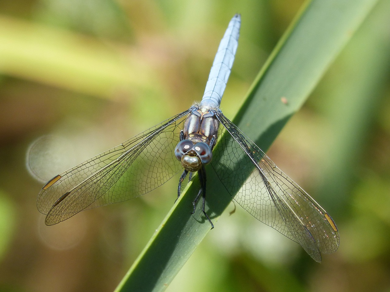 blue dragonfly detail beauty free photo