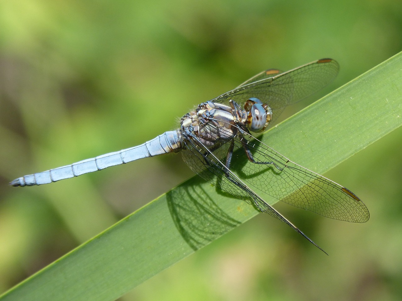 blue dragonfly detail beauty free photo