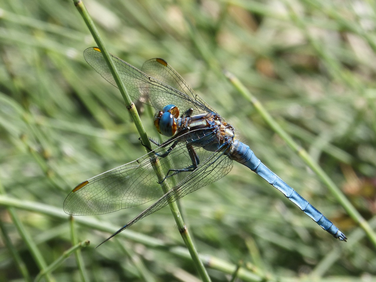 blue dragonfly stem dragonfly free photo