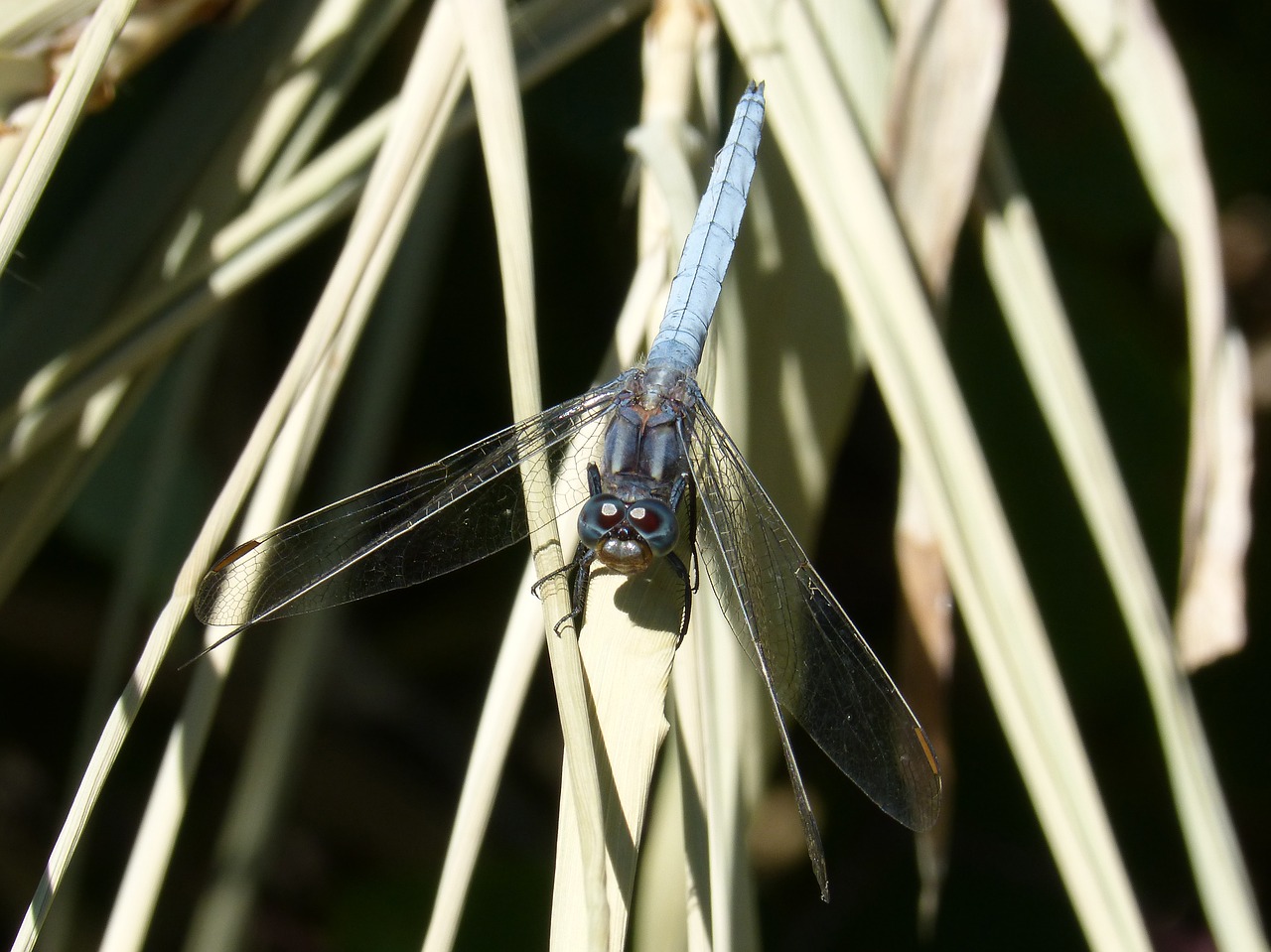 blue dragonfly leaves orthetrum cancellatum free photo