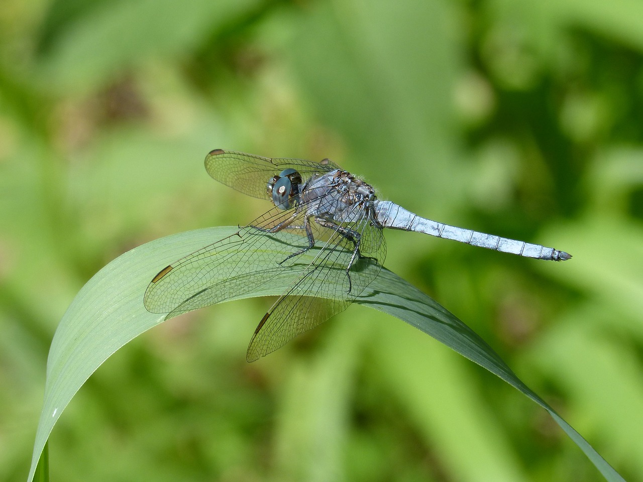 blue dragonfly leaf wetland free photo