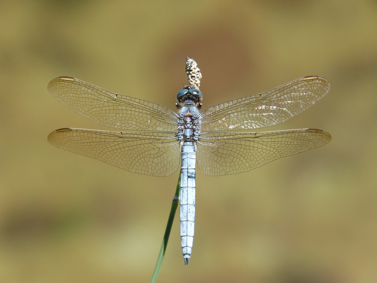 blue dragonfly stem wetland free photo