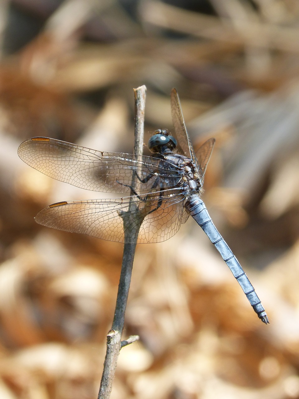 blue dragonfly stem wetland free photo