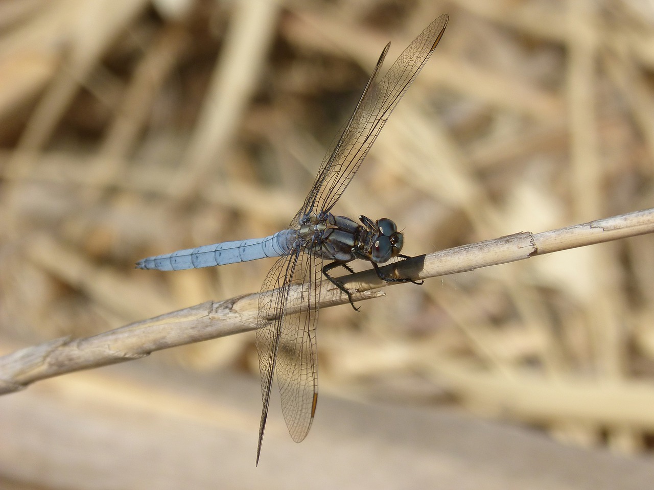 blue dragonfly stem wetland orthetrum cancellatum free photo