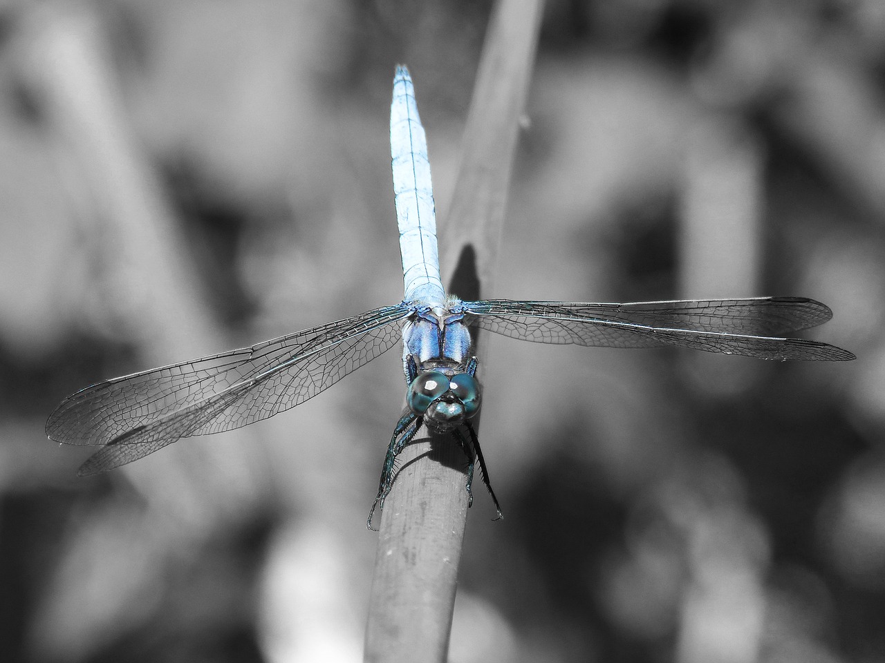 blue dragonfly stem wetland free photo