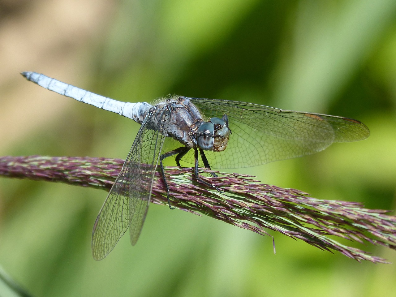 blue dragonfly cane duster free photo