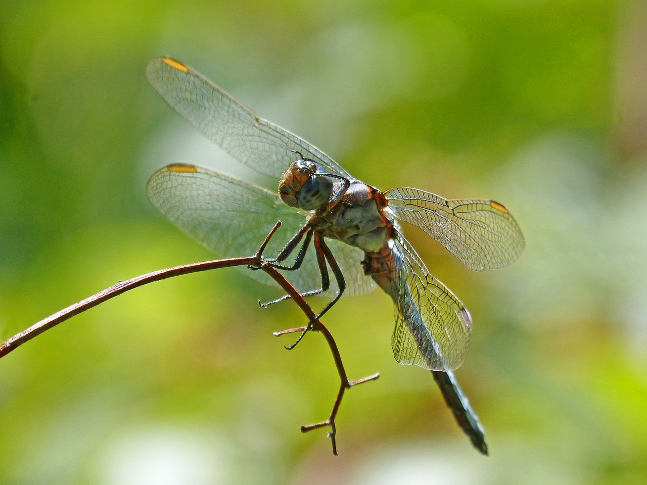 blue dragonfly branch wetland free photo