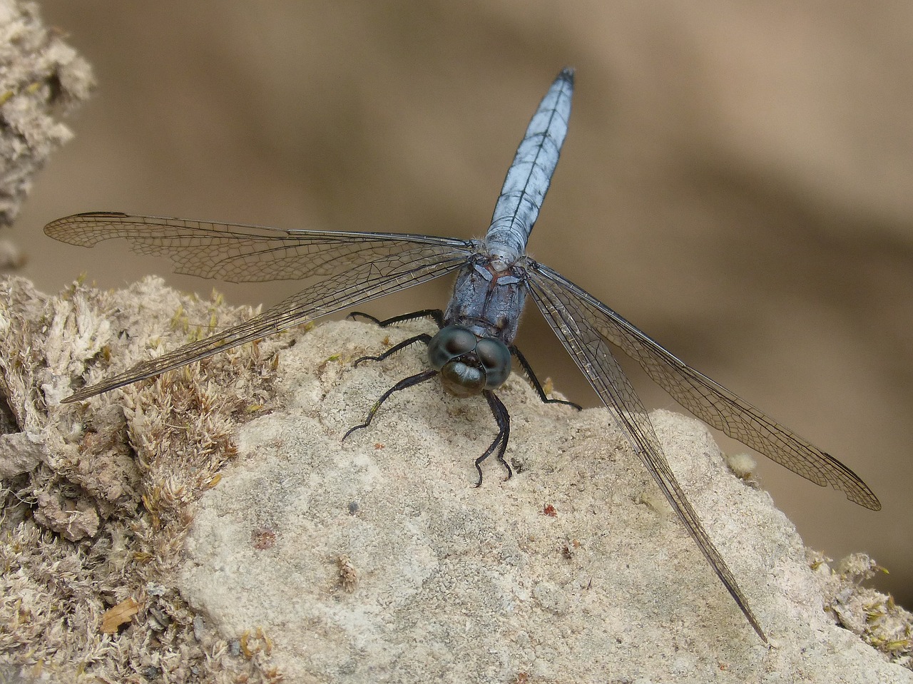 blue dragonfly rock wetland free photo