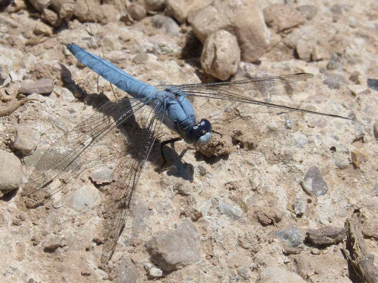 blue dragonfly orthetrum brunneum winged insect free photo