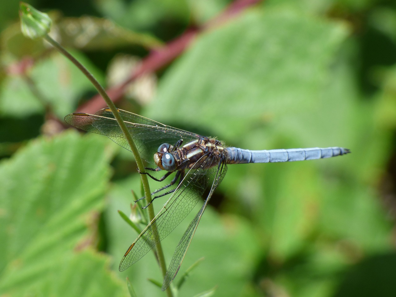 blue dragonfly stem greenery free photo