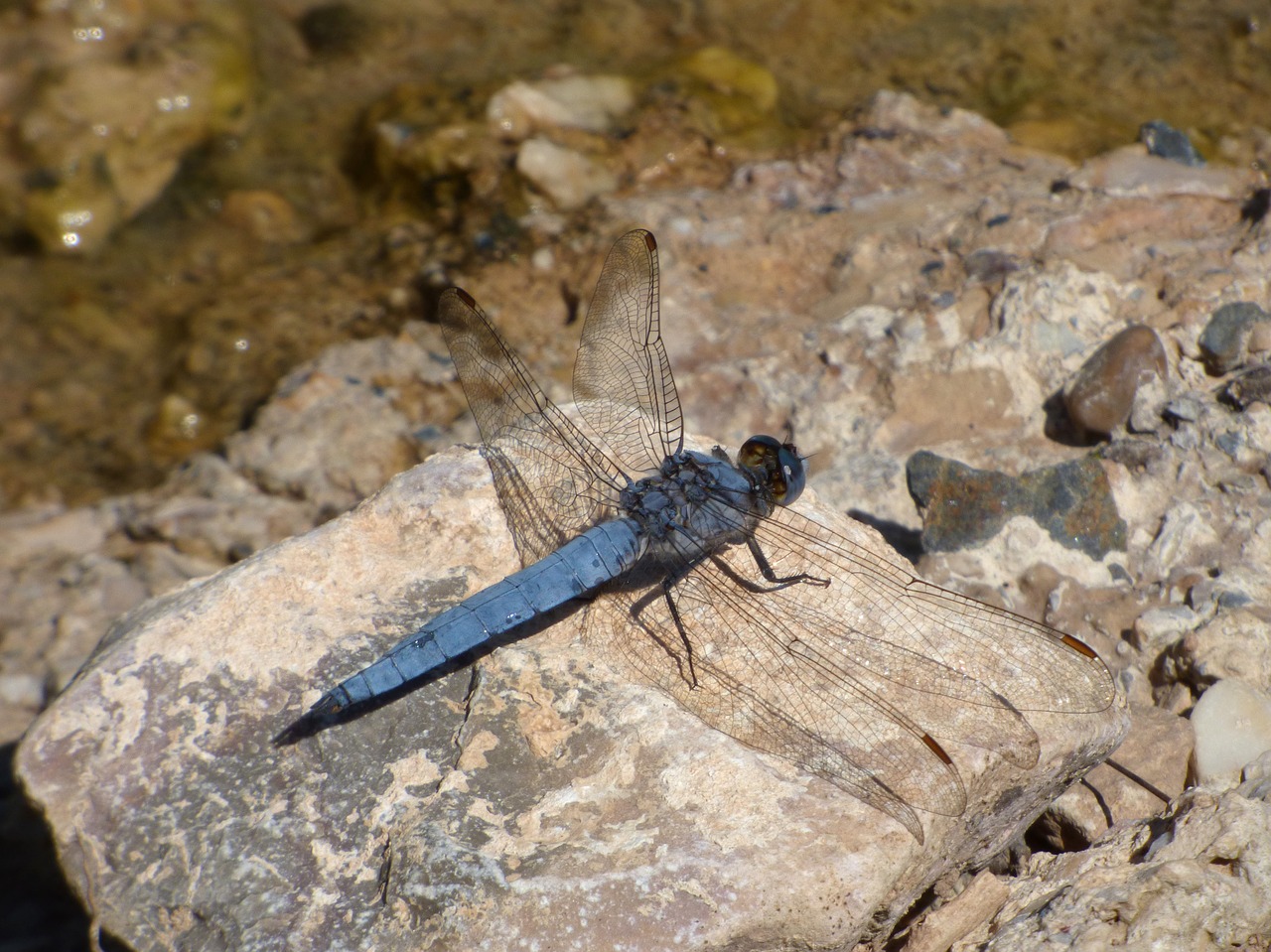 blue dragonfly rock winged insect free photo