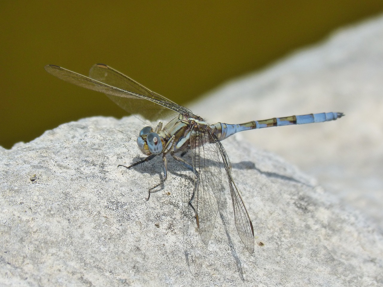 blue dragonfly orthetrum chrysostigma rock free photo