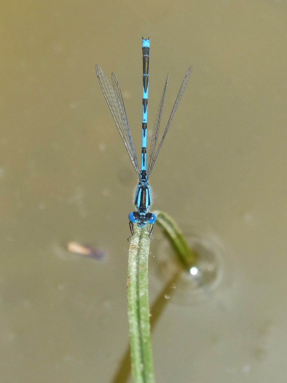 blue dragonfly damselfly leaf free photo