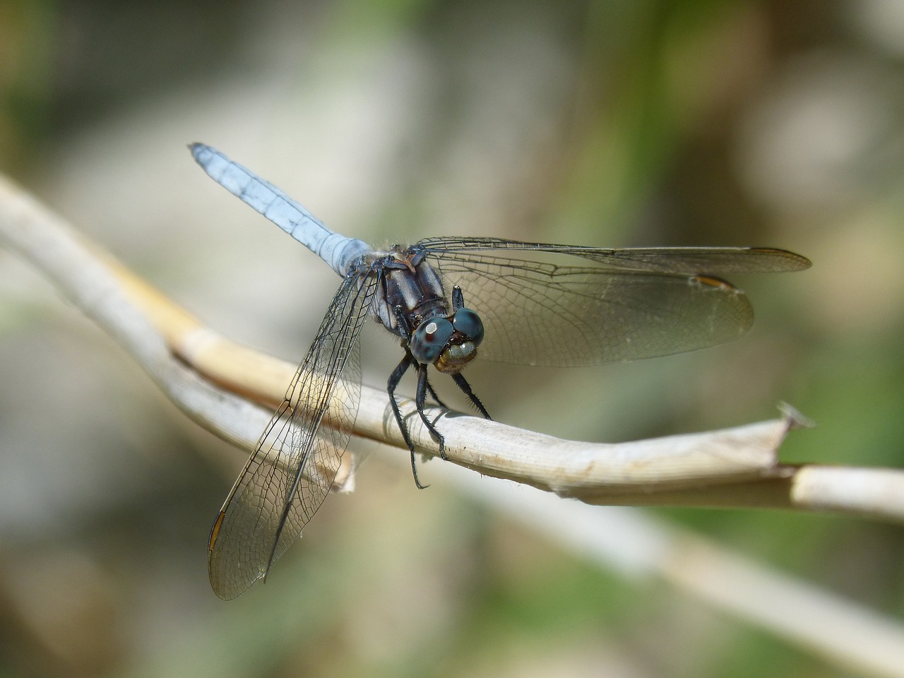 blue dragonfly winged insect orthetrum brunneum free photo