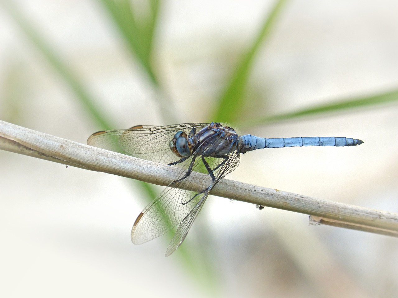 blue dragonfly winged insect orthetrum brunneum free photo