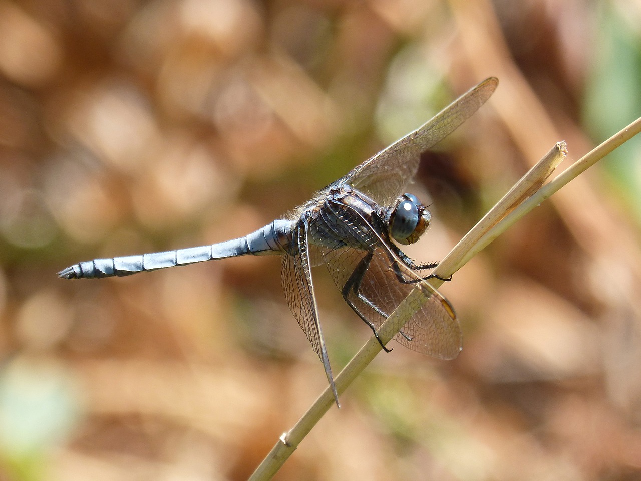 blue dragonfly leaf wetland free photo