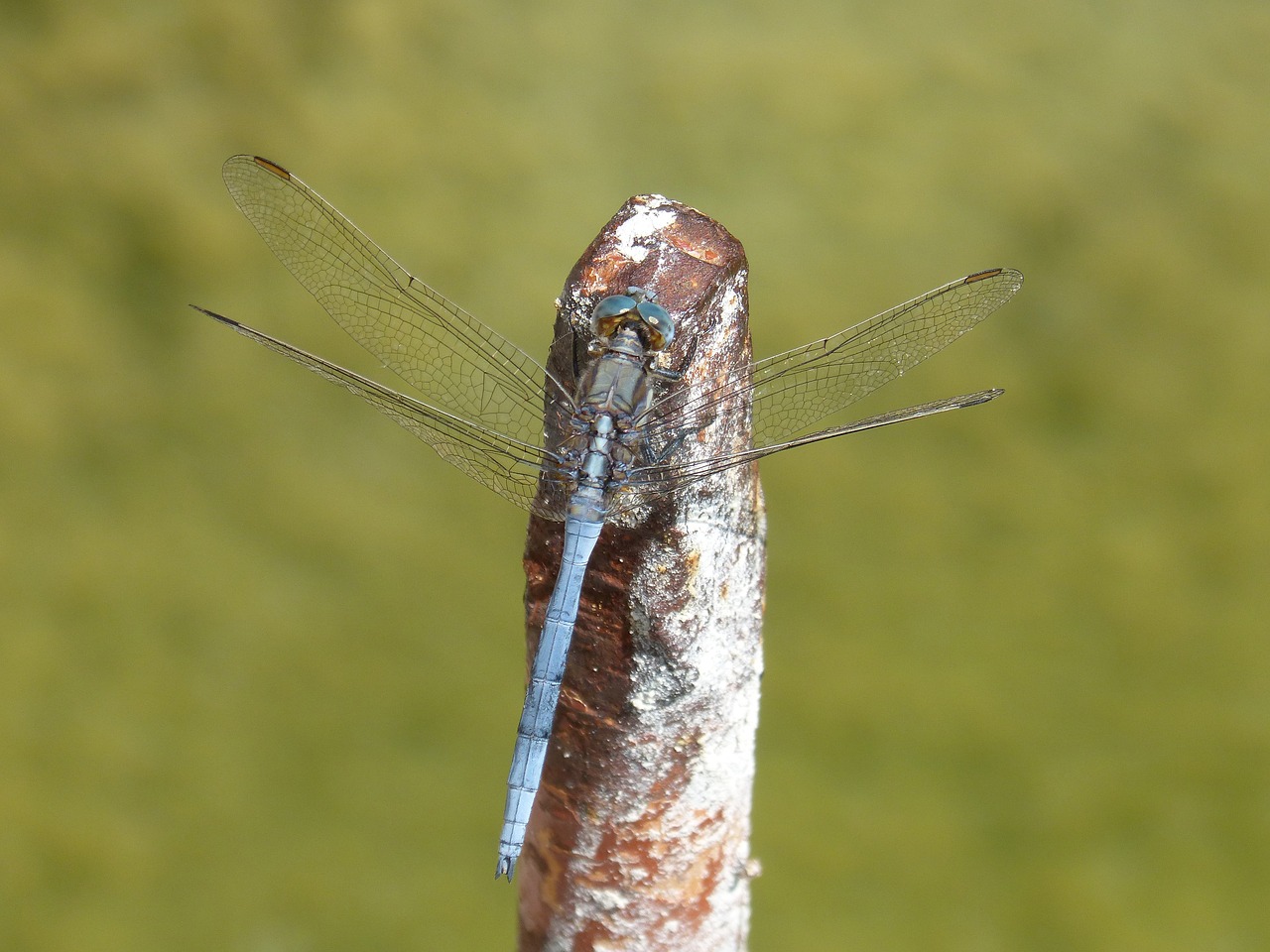 blue dragonfly raft winged insect free photo