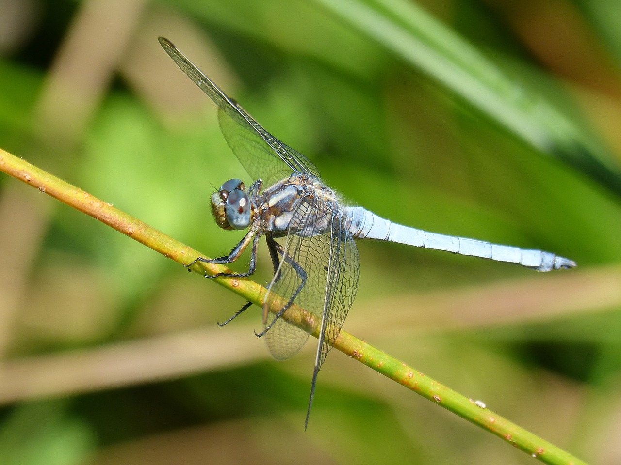blue dragonfly branch orthetrum coerulescens free photo