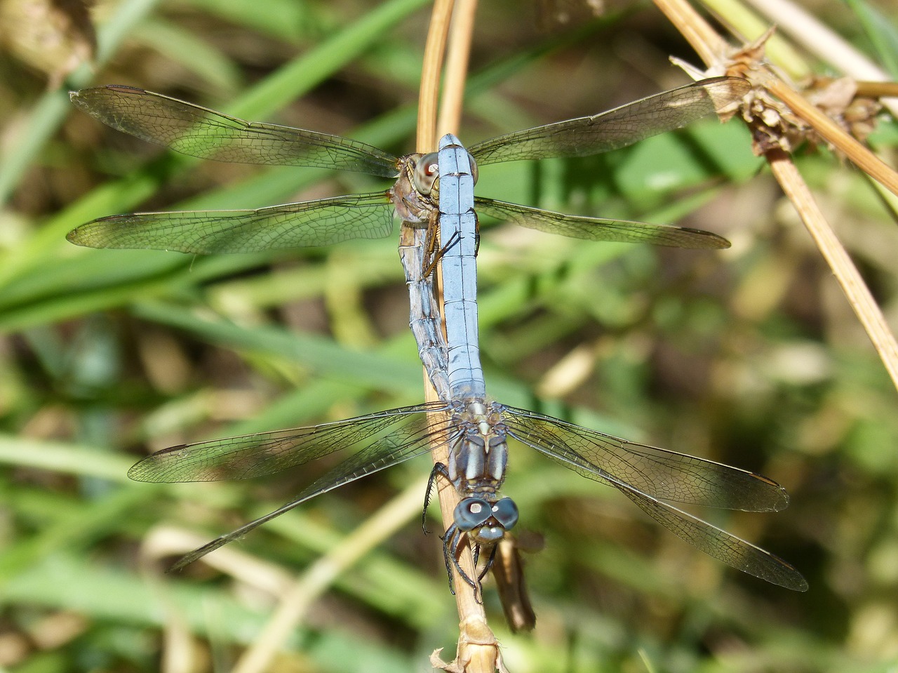 blue dragonfly couple mating free photo