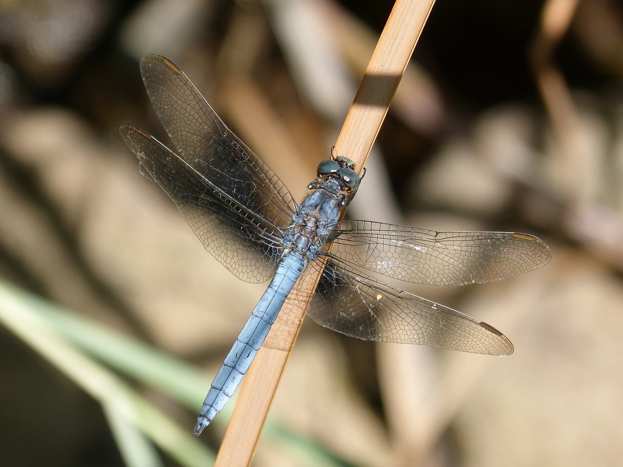 blue dragonfly stem flying insect free photo