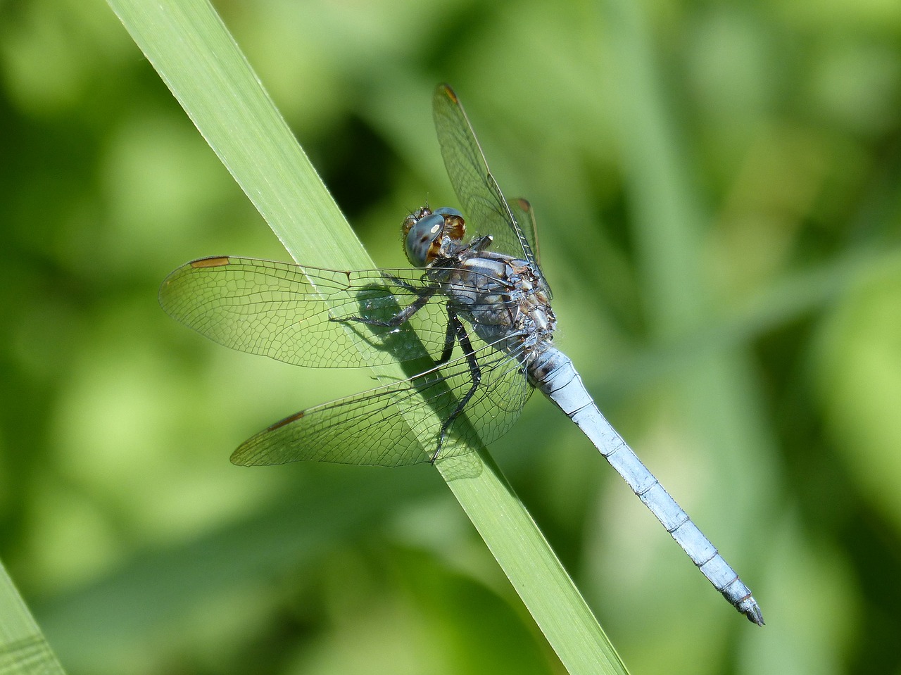 blue dragonfly leaf flying insect free photo